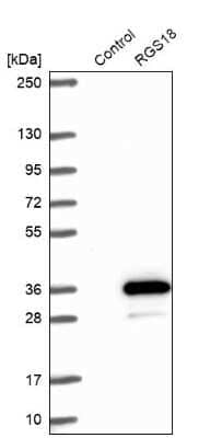 Western Blot RGS18 Antibody