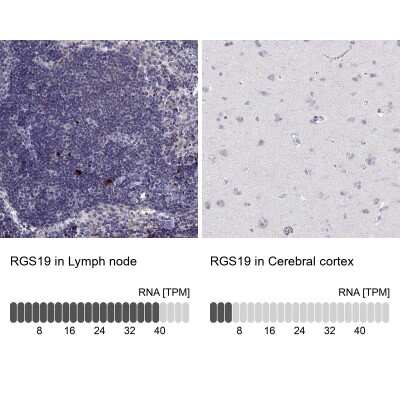 <b>Orthogonal Strategies Validation. </b>Immunohistochemistry-Paraffin: RGS19 Antibody [NBP2-62666] - Analysis in human lymph node and cerebral cortex tissues using Anti-RGS19 antibody. Corresponding RGS19 RNA-seq data are presented for the same tissues.