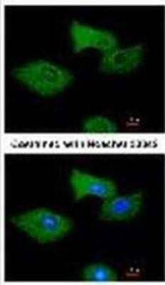 Immunocytochemistry/Immunofluorescence: RGS2 Antibody [NBP1-32284] - Methanol-fixed A549, using RGS2 antibody at 1:200 dilution.