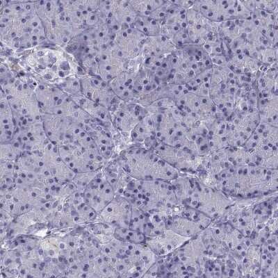Immunohistochemistry-Paraffin: RGS20 Antibody [NBP2-62667] - Staining of human pancreas shows low expression as expected.