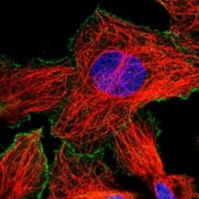 Immunocytochemistry/ Immunofluorescence RGS3 Antibody