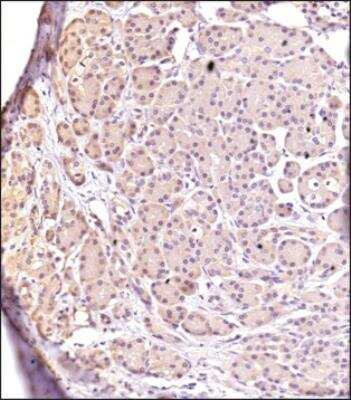 Immunohistochemistry-Paraffin: RGS5 Antibody [NBP2-24944] - Analysis of a FFPE tissue section of human pancreas using 1:200 dilution of RGS5 antibody. The staining was developed using HRP labeled anti-rabbit secondary antibody and DAB reagent, and nuclei of cells were counter-stained with hematoxylin. Cytoplasmic staining was observed.