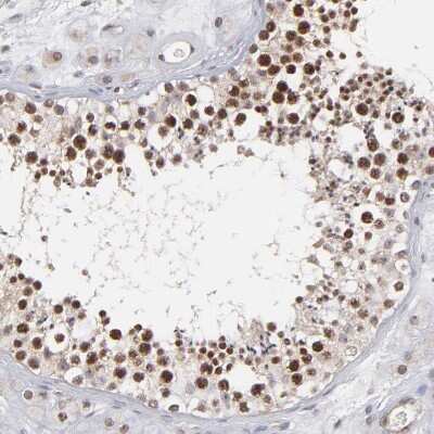 Immunohistochemistry-Paraffin: RGS6 Antibody [NBP1-86524] - Staining of human testis shows strong nuclear positivity in cells in seminiferous ducts.