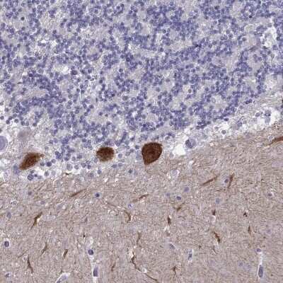 Immunohistochemistry-Paraffin: RGS8 Antibody [NBP2-69025] - Staining of human cerebellum shows strong cytoplasmic and nuclear positivity in Purkinje cells.