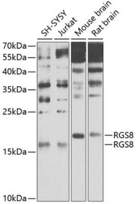 Western Blot RGS8 Antibody - BSA Free