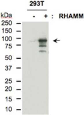 Western Blot: RHAMM/CD168 Antibody [35000002] - Analysis of HMMR in 293T cell extract using anti-human HMMR antibody (3500.00.02) at a dilution of 1:500 with a stock of 1 mg/mL and with donkey anti-rabbit HRP secondary antibody at a dilution of 1:10,000.  Lane one (-):  293T cell extract.  Lane two (+):  293T cells transfected with full length RHAMM.  Cells were lysed with NP40 lysis buffer.  20ug proteins were loaded per lane.  Depticted molecular weight of human HMMR is 84.1 kDa.  Image courtesy of Yi-Chieh Nancy Du, Memorial Sloan-Kettering Cancer Center.