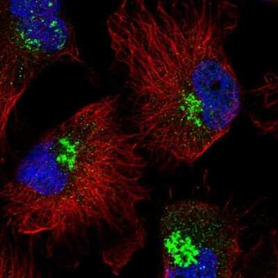 Immunocytochemistry/ Immunofluorescence RHBDD2 Antibody - BSA Free