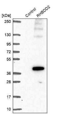 Western Blot: RHBDD2 Antibody [NBP2-47305] - Analysis in control (vector only transfected HEK293T lysate) and RHBDD2 over-expression lysate (Co-expressed with a C-terminal myc-DDK tag (3.1 kDa) in mammalian HEK293T cells).
