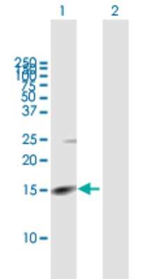 Western Blot: RHBDL2 Antibody [H00054933-B01P] - Analysis of RHBDL2 expression in transfected 293T cell line by RHBDL2 polyclonal antibody.  Lane 1: RHBDL2 transfected lysate(13.31 KDa). Lane 2: Non-transfected lysate.
