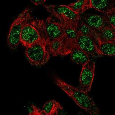 Immunocytochemistry/Immunofluorescence: RHBG Antibody [NBP2-59022] - Staining of human cell line Hep G2 shows localization to nucleoplasm.