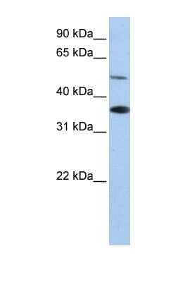 Western Blot: RHBG Antibody [NBP1-69483] - This Anti-RHBG antibody was used in Western Blot of HepG2 tissue lysate at a concentration of 1ug/ml.