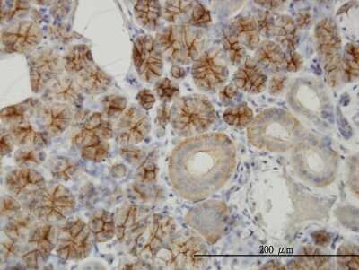 Immunohistochemistry-Paraffin: RHCG Antibody (5A4) [H00051458-M06] - Analysis of monoclonal antibody to RHCG on formalin-fixed paraffin-embedded human salivary gland. Antibody concentration 3 ug/ml