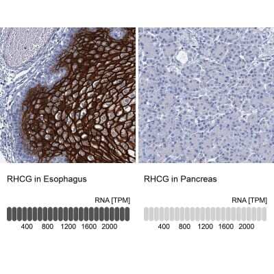 Immunohistochemistry-Paraffin: RHCG Antibody [NBP2-30825] - Analysis in human esophagus and pancreas tissues using NBP2-30825 antibody. Corresponding RHCG RNA-seq data are presented for the same tissues.