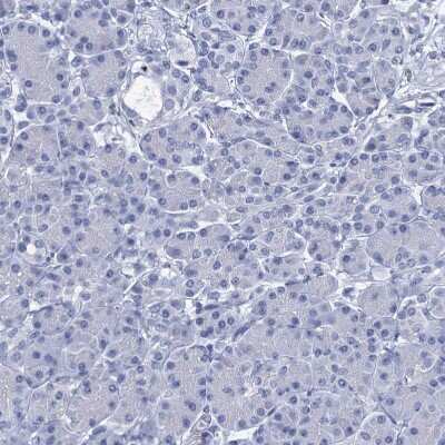 Immunohistochemistry-Paraffin: RHCG Antibody [NBP2-30825] - Staining of human Pancreas shows no membranous positivity in exocrine glandular cells as expected.