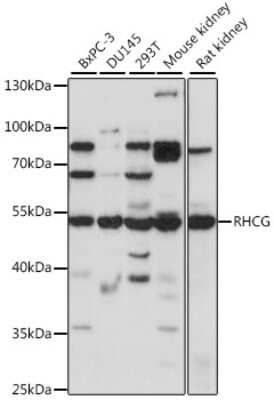 Western Blot: RHCG Antibody [NBP2-93874] - Analysis of extracts of various cell lines, using RHCG at 1:1000 dilution. Secondary antibody: HRP Goat Anti-Rabbit IgG (H+L) at 1:10000 dilution. Lysates/proteins: 25ug per lane. Blocking buffer: 3% nonfat dry milk in TBST. Detection: ECL Basic Kit . Exposure time: 30s.