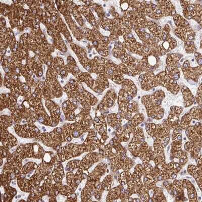 Immunohistochemistry: RHEBL1 Antibody [NBP2-32581] - Staining of human liver shows strong cytoplasmic positivity in hepatocytes.