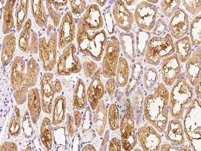 Immunohistochemistry-Paraffin: RHEBL1 Antibody [NBP2-99023] - Immunochemical staining of human RHEBL1 in human kidney with rabbit polyclonal antibody at 1:300 dilution, formalin-fixed paraffin embedded sections.