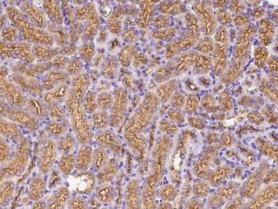 Immunohistochemistry-Paraffin: RHEBL1 Antibody [NBP2-99023] - Immunochemical staining of human RHEBL1 in mouse kidney with rabbit polyclonal antibody at 1:300 dilution, formalin-fixed paraffin embedded sections.