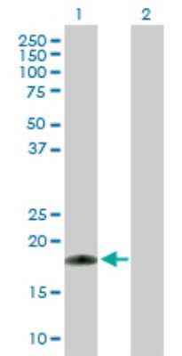 Western Blot: RHEBL1 Antibody [H00121268-D01P] - Analysis of RHEBL1 expression in transfected 293T cell line by RHEBL1 polyclonal antibody.Lane 1: RHEBL1 transfected lysate(20.70 KDa).Lane 2: Non-transfected lysate.