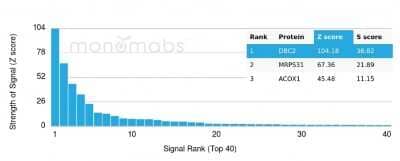 Protein Array: RHOBTB2 Antibody (DBC2/3362) [NBP3-08659] - Analysis of Protein Array containing more than 19,000 full-length human proteins using RHOBTB2 Mouse Monoclonal Antibody (RHOBTB2/3362).