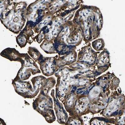 Immunohistochemistry-Paraffin: RHOT2 Antibody [NBP1-88981] - Staining of human placenta shows cytoplasmic positivity in trophoblastic cells.