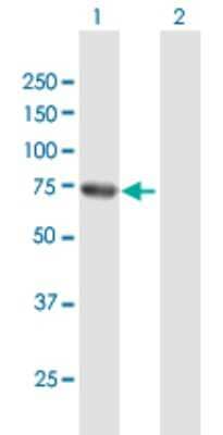 Western Blot: RHOT2 Antibody [H00089941-B01P] - Analysis of RHOT2 expression in transfected 293T cell line by RHOT2 polyclonal antibody.  Lane 1: RHOT2 transfected lysate(67.98 KDa). Lane 2: Non-transfected lysate.