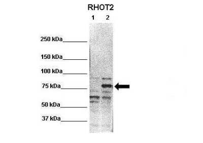 Western Blot: RHOT2 Antibody [NBP2-88153] - WB Suggested Anti-RHOT2 Antibody. Positive Control: Lane 1: 20ug untransfected HEK293T Lane 2: 20ug RHOT2 transfected HEK293T. Primary Antibody Dilution : 1:1000. Secondary Antibody : Anti-rabbit-HRP. Secondry Antibody Dilution : 1:2000. Submitted by: Jin