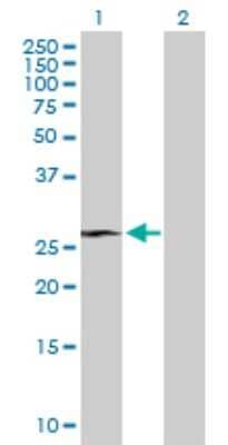 Western Blot RHOXF1 Antibody - Azide and BSA Free