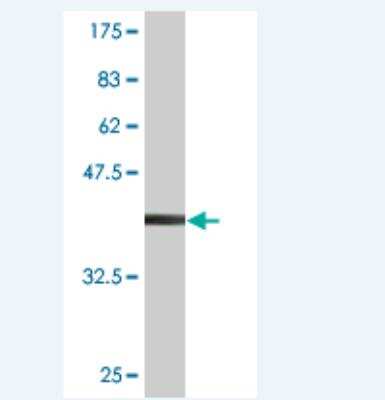 Western Blot: RHOXF2 Antibody (1G6) [H00084528-M01] - Detection against Immunogen (36.74 KDa) .