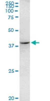 Western Blot: RHOXF2 Antibody (3C4) [H00084528-M07] - Analysis of RHOXF2 expression in K-562.