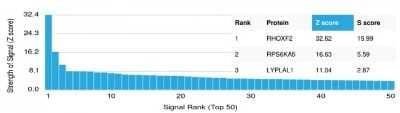 Protein Array: RHOXF2 Antibody (PCRP-RHOXF2-1D7) [NBP3-07401] - Analysis of Protein Array containing more than 19,000 full-length human proteins using RHOXF2 Mouse Monoclonal Antibody (PCRP-RHOXF2-1D7).