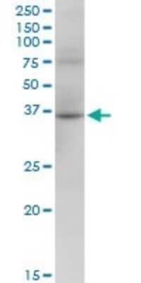 Western Blot: RHOXF2 Antibody [H00084528-B01P] - Analysis of RHOXF2 expression in NIH/3T3.