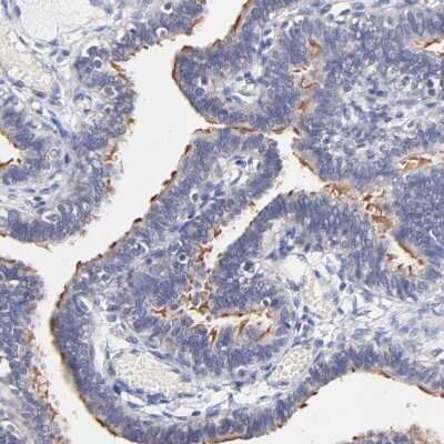 Immunohistochemistry-Paraffin: RIBC2 Antibody [NBP1-86814] - Staining of human fallopian tube shows moderate to strong positivity in cilia in glandular cells.