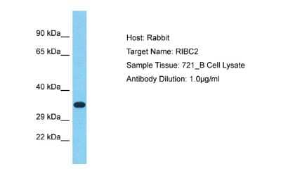 Western Blot RIBC2 Antibody - BSA Free
