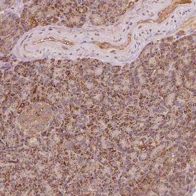 Immunohistochemistry: RIC3 Antibody [NBP2-38058] - Staining of human pancreas shows strong granular cytoplasmic positivity in exocrine glandular cells.