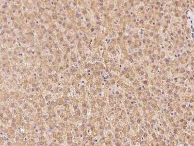 Immunohistochemistry-Paraffin: RIC3 Antibody [NBP2-97932] - Immunochemical staining of human RIC3 in human liver with rabbit polyclonal antibody at 1:100 dilution, formalin-fixed paraffin embedded sections.