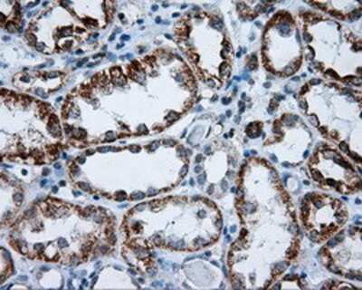 Immunohistochemistry-Paraffin: RIC8 Antibody (3G3) [NBP2-02433] - Staining of paraffin-embedded Kidney tissue using anti-RIC8 mouse monoclonal antibody.