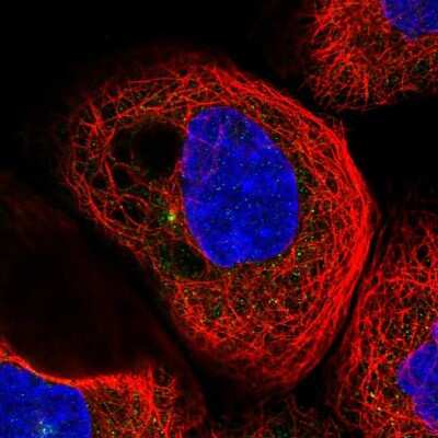Immunocytochemistry/ Immunofluorescence RIC8B Antibody - BSA Free