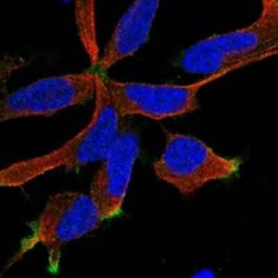 Immunocytochemistry/ Immunofluorescence RIC8B Antibody - BSA Free
