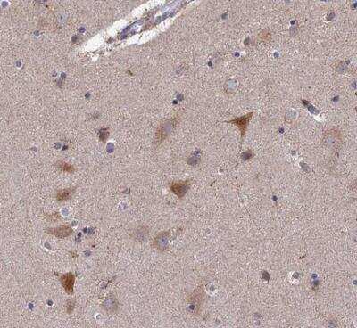 Immunohistochemistry-Paraffin: RIC8B Antibody [NBP2-13232] - Staining of human cerebral cortex shows weak to moderate ctyoplasmic positivity in neurons.