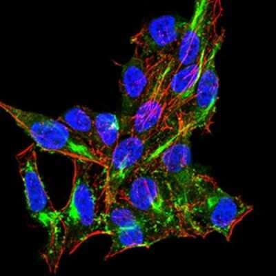 Immunocytochemistry/Immunofluorescence: RIG-I Antibody (4G1B6) [NBP2-61849] - Analysis of Hela cells using DDX58 mouse mAb (green). Blue: DRAQ5 fluorescent DNA dye. Red: Actin filaments have been labeled with Alexa Fluor- 555 phalloidin. 