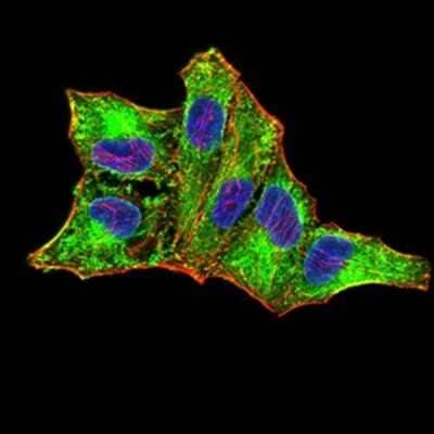 Immunocytochemistry/Immunofluorescence: RIG-I Antibody (4G1B6) [NBP2-61849] - Analysis of MCF-7 cells using DDX58 mouse mAb (green). Blue: DRAQ5 fluorescent DNA dye. Red: Actin filaments have been labeled with Alexa Fluor- 555 phalloidin. 