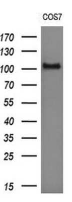 Western Blot: RIG-I Antibody (OTI6C1) - Azide and BSA Free [NBP2-73909] - Analysis of extracts (10ug) from COS7 cell line.