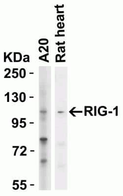 Western Blot RIG-I Antibody - BSA Free