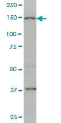 Western Blot: RIMS2 Antibody (3C12) [H00009699-M01A] - S2 monoclonal antibody (M01), clone 3C12 Western Blot analysis of RIMS2 expression in PC-12 ( Cat # L012V1 ).