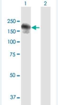 Western Blot: RIMS2 Antibody [H00009699-B01P-50ug] - Analysis of RIMS2 expression in transfected 293T cell line (H00009699-T01) by RIMS2 MaxPab polyclonal antibody.  Lane 1: RIMS2 transfected lysate(127.93 KDa). Lane 2: Non-transfected lysate.
