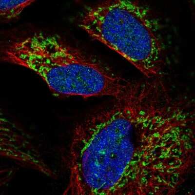 Immunocytochemistry/Immunofluorescence: RIMS3 Antibody [NBP2-58519] - Staining of human cell line U-2 OS shows localization to nucleus, nucleoli & mitochondria.