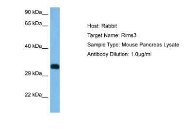 Western Blot: RIMS3 Antibody [NBP2-85639] - Host: Mouse. Target Name: RIMS3. Sample Tissue: Mouse Pancreas. Antibody Dilution: 1ug/ml