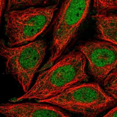 Immunocytochemistry/ Immunofluorescence RIMS4 Antibody