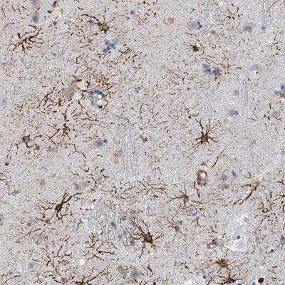 Immunohistochemistry-Paraffin RIN3 Antibody